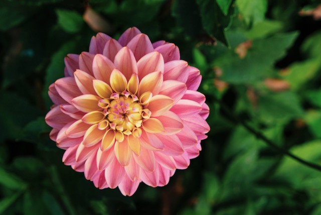 Dahlia