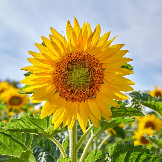 Tournesol