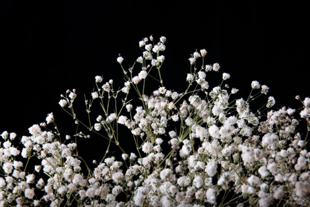 Gypsophile