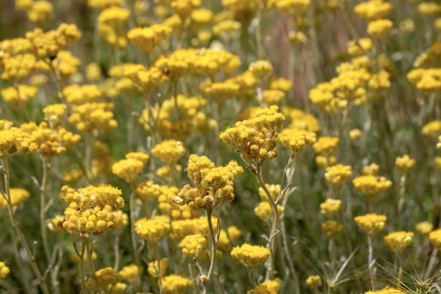 Immortelle
