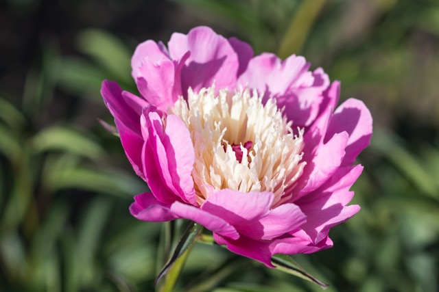 Pivoine